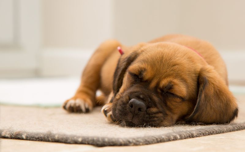 Settle Quietly on a Mat or Bed