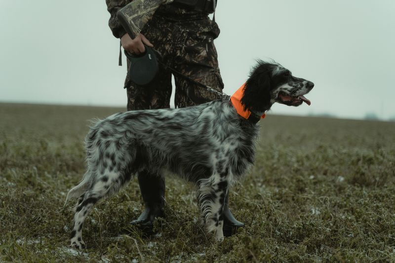 English Setter