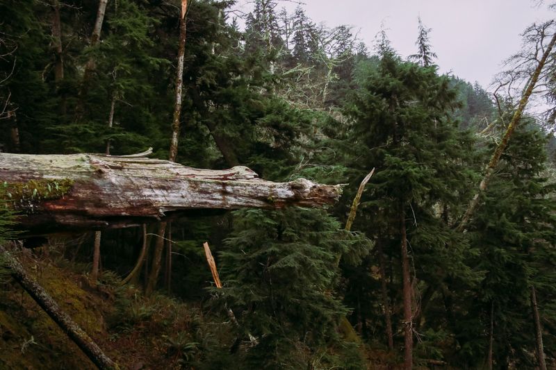 Fallen Branches and Hanging Limbs
