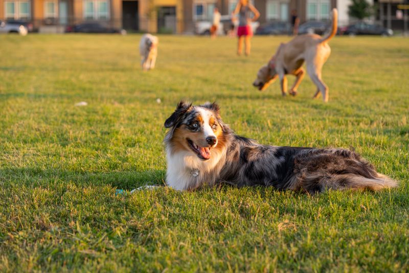Are Dogs Welcome, and What Are the Limits?