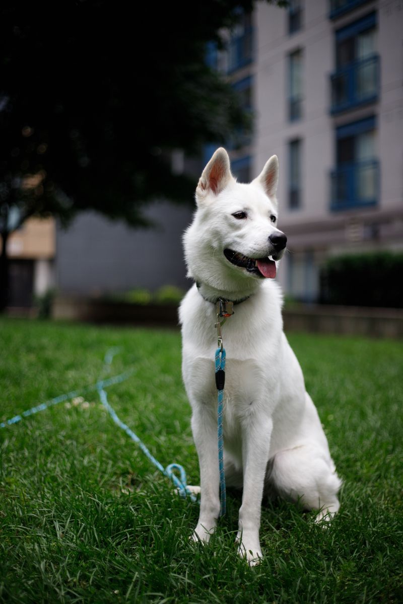 A Sturdy Leash You Can Trust