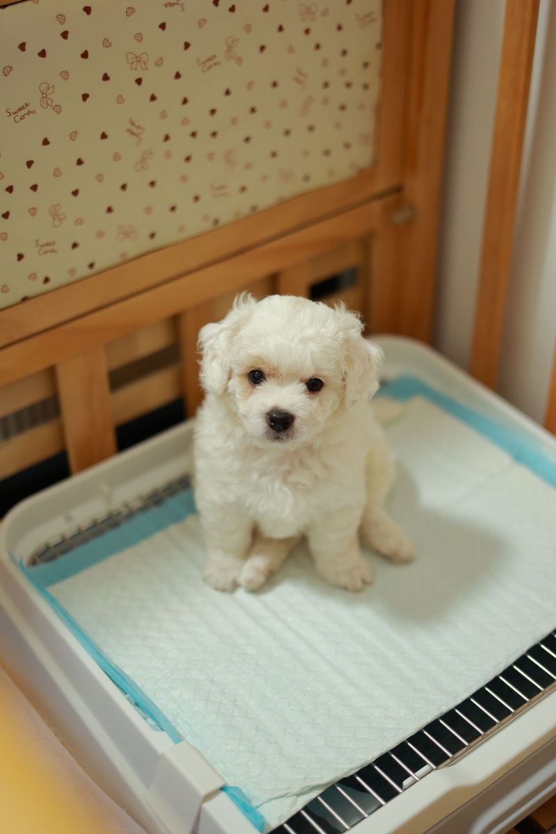 Lock In a Potty Schedule on Day One