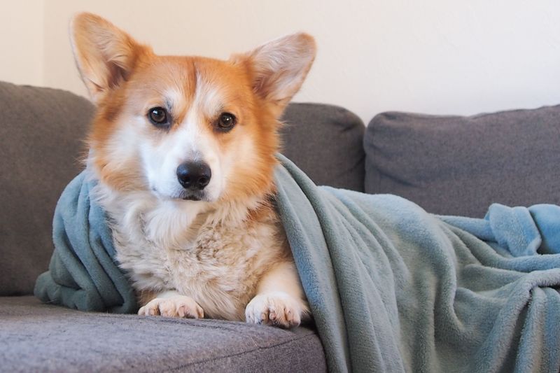 A Small Blanket or Towel