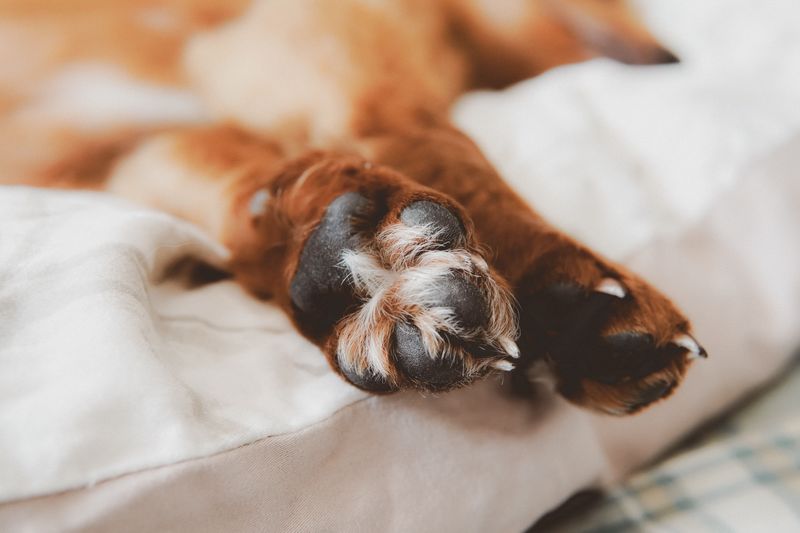 A Paw Balm