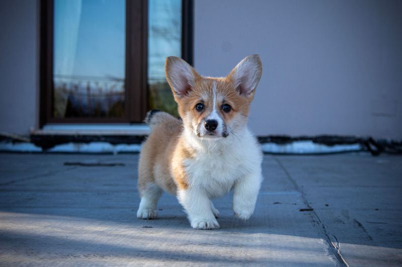 Puppy Pads Come With a Trade-Off