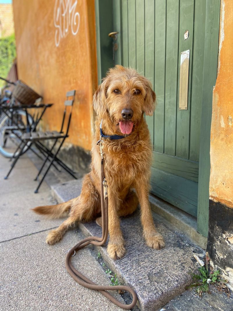 Duplicate Leashes That Never Need Packing