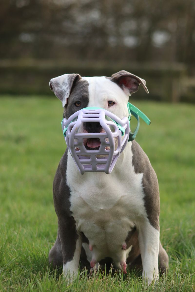A Muzzle for Stressful Moments