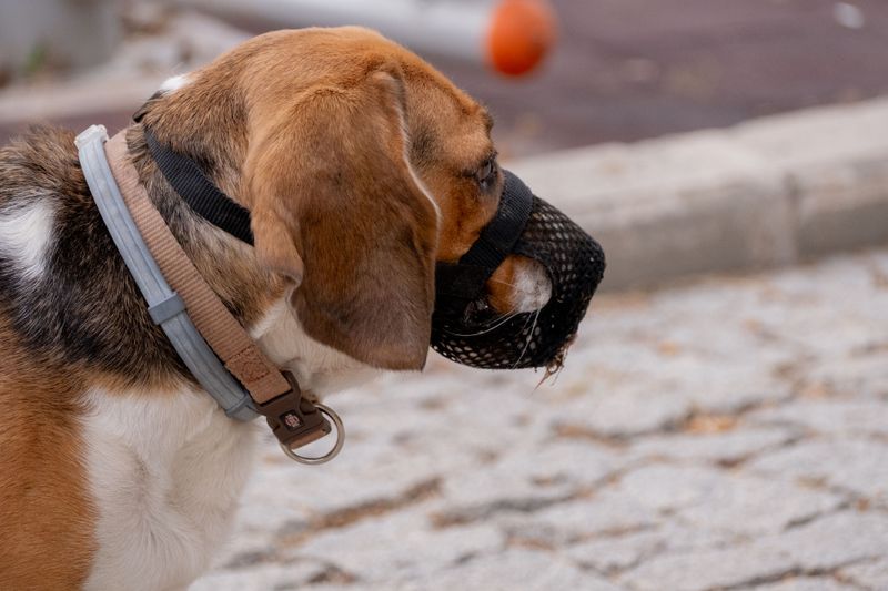 A Comfortable Muzzle for Stressful Moments