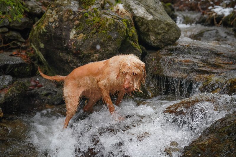 Water-Loving Dogs May Overestimate Their Abilities