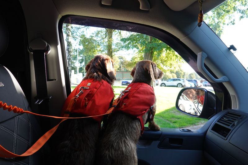 Check the Car From Your Dog's View