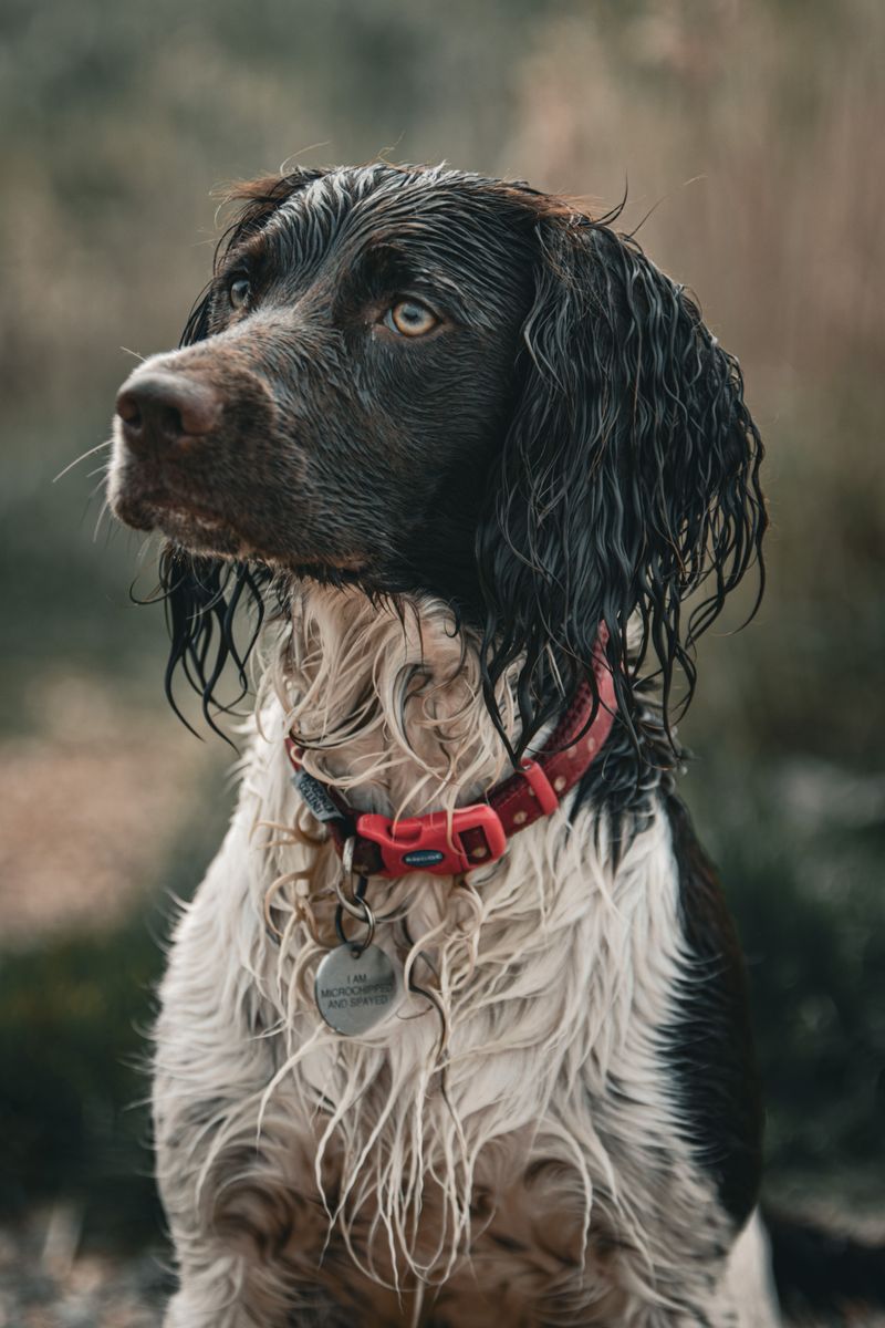 A Second Collar