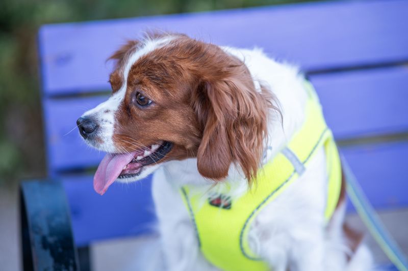 Spare Collar or Harness
