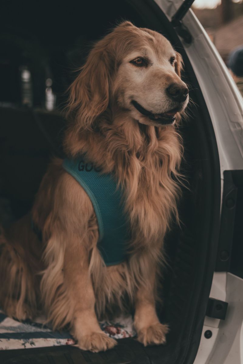 A Backup Harness or Collar