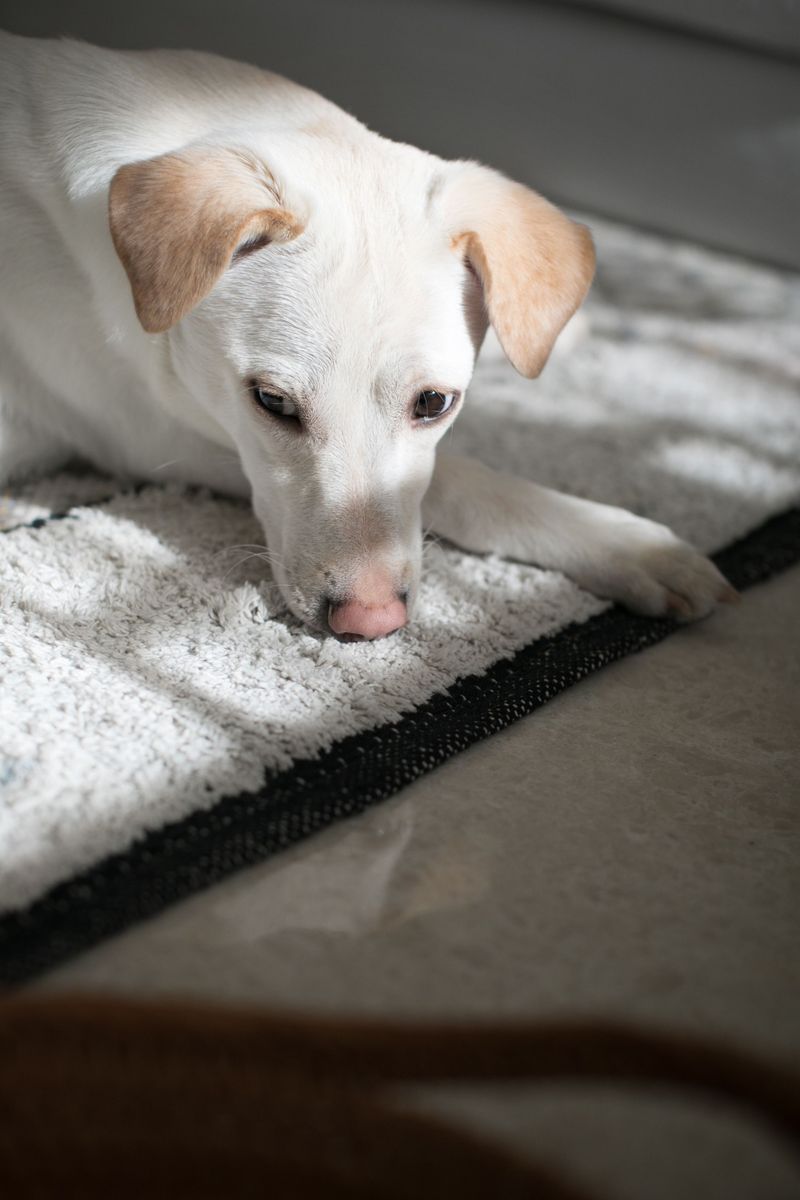 An Absorbent Runner