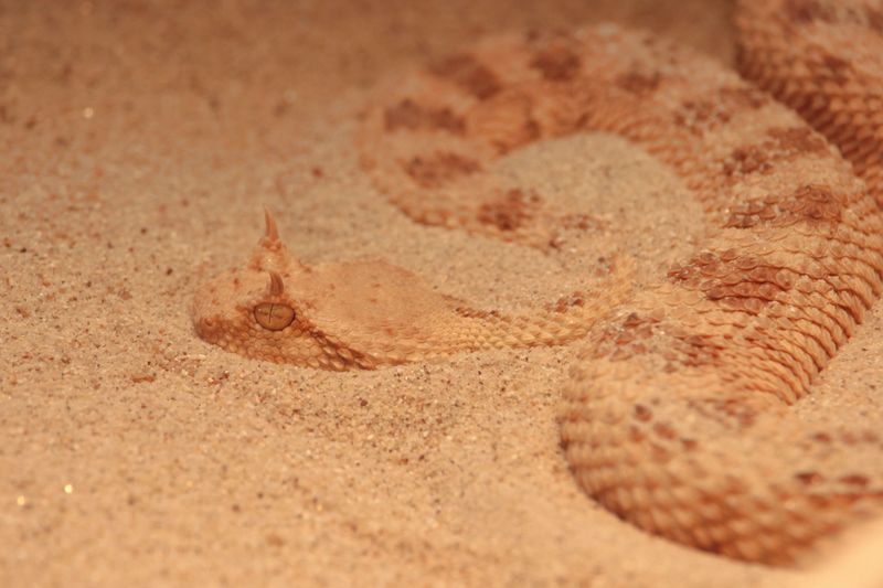 Do Not Try To Handle The Snake