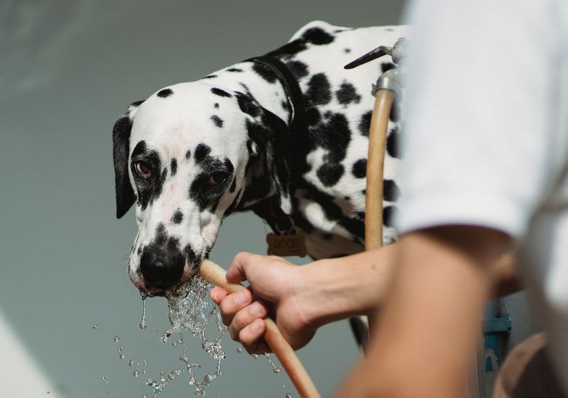 Rinse Your Dog's Mouth Safely