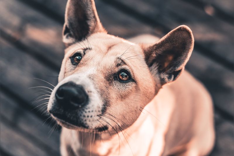Capture Close-Ups of Markings, Scars, and Coat Patterns