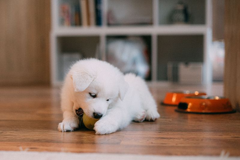A Dog Activity Corner Of Their Own