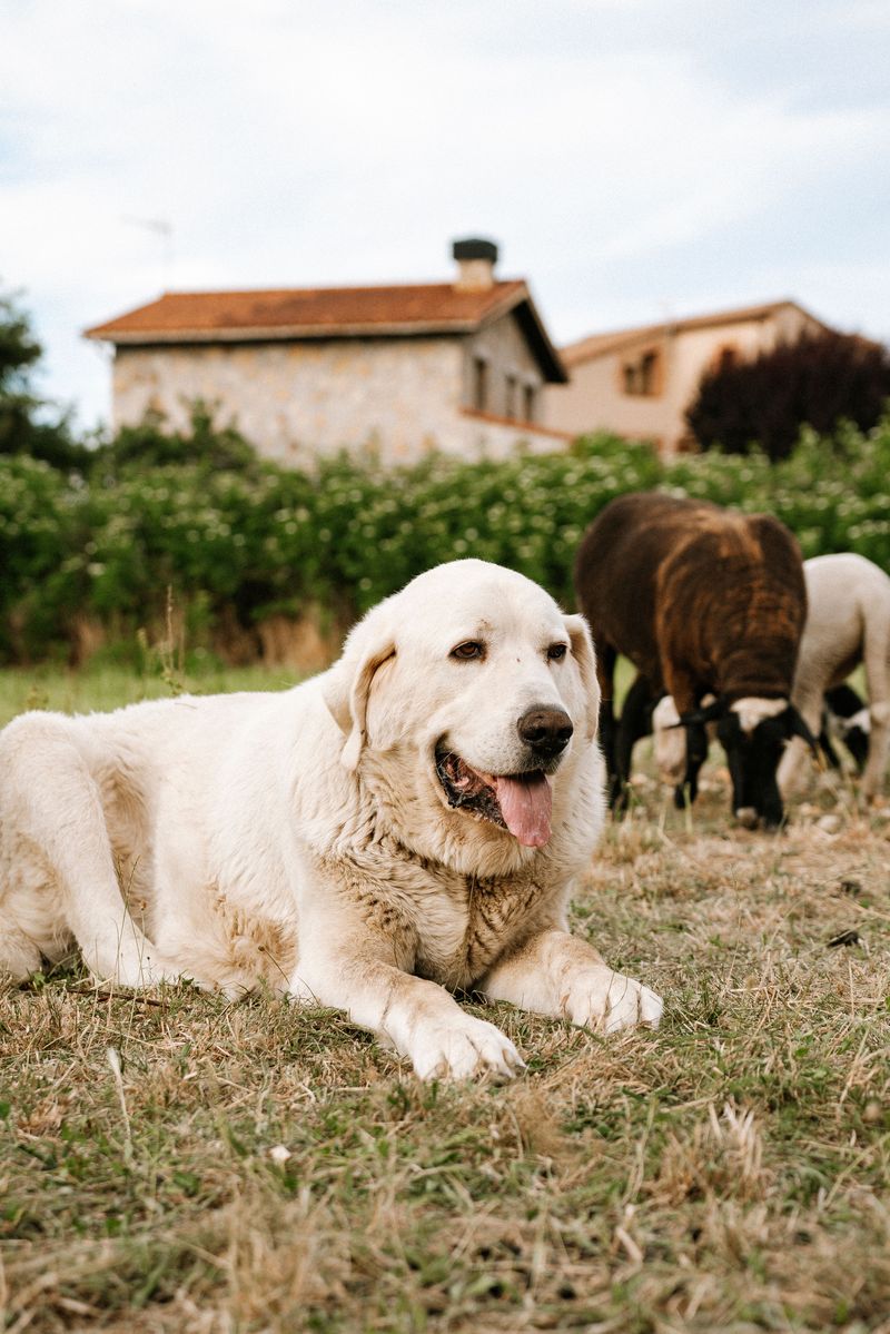 Maremma Sheepdog