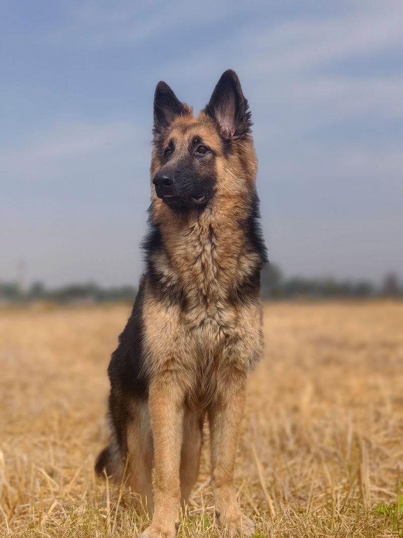 German Shepherd: The Farmhand Who Clocks In Early