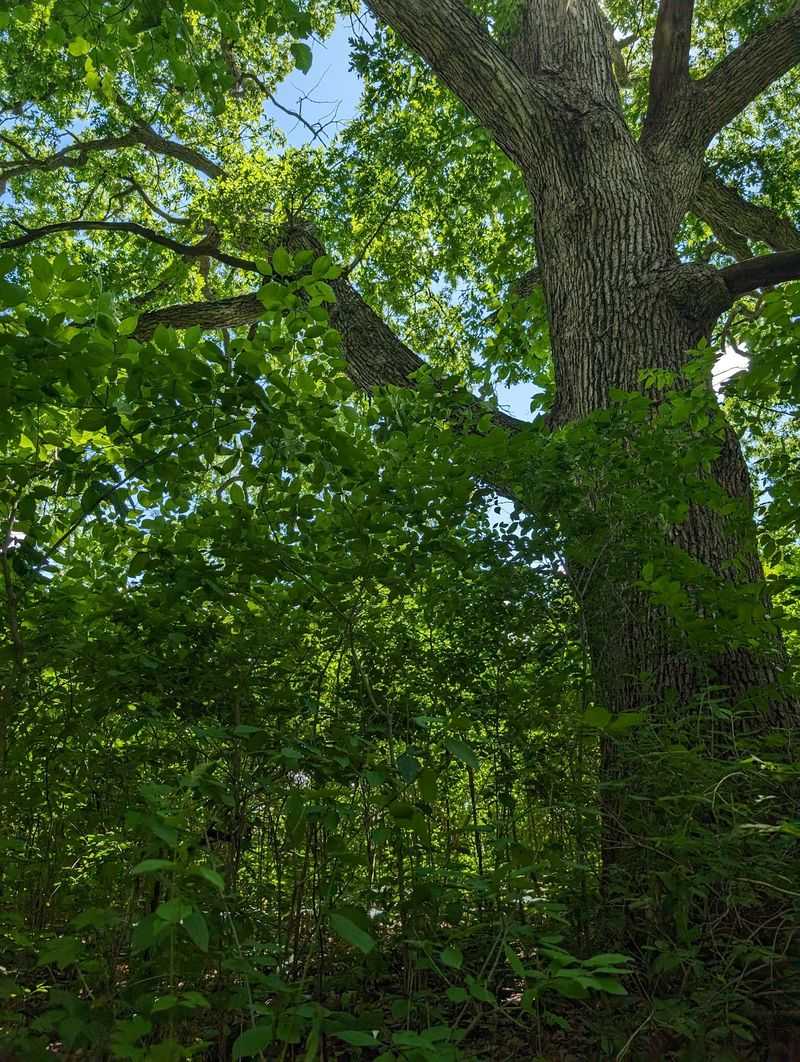 Chub Lake Oak Savanna