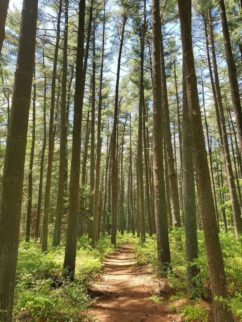 Bass River State Forest: Small Loops, Big Pine Barrens Feel