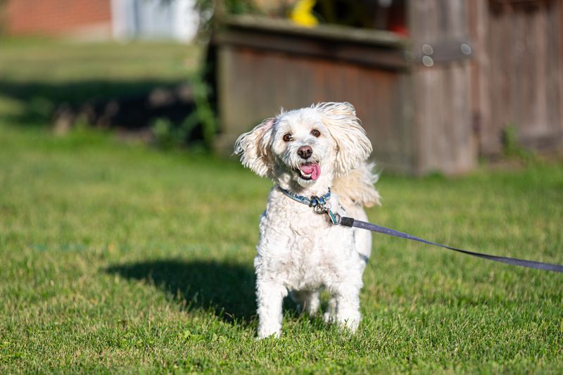 Two Lifestyles, One Happy Dog