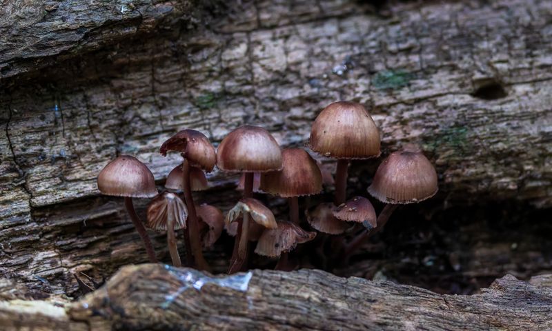 Galerina Mushrooms Deserve Extra Caution