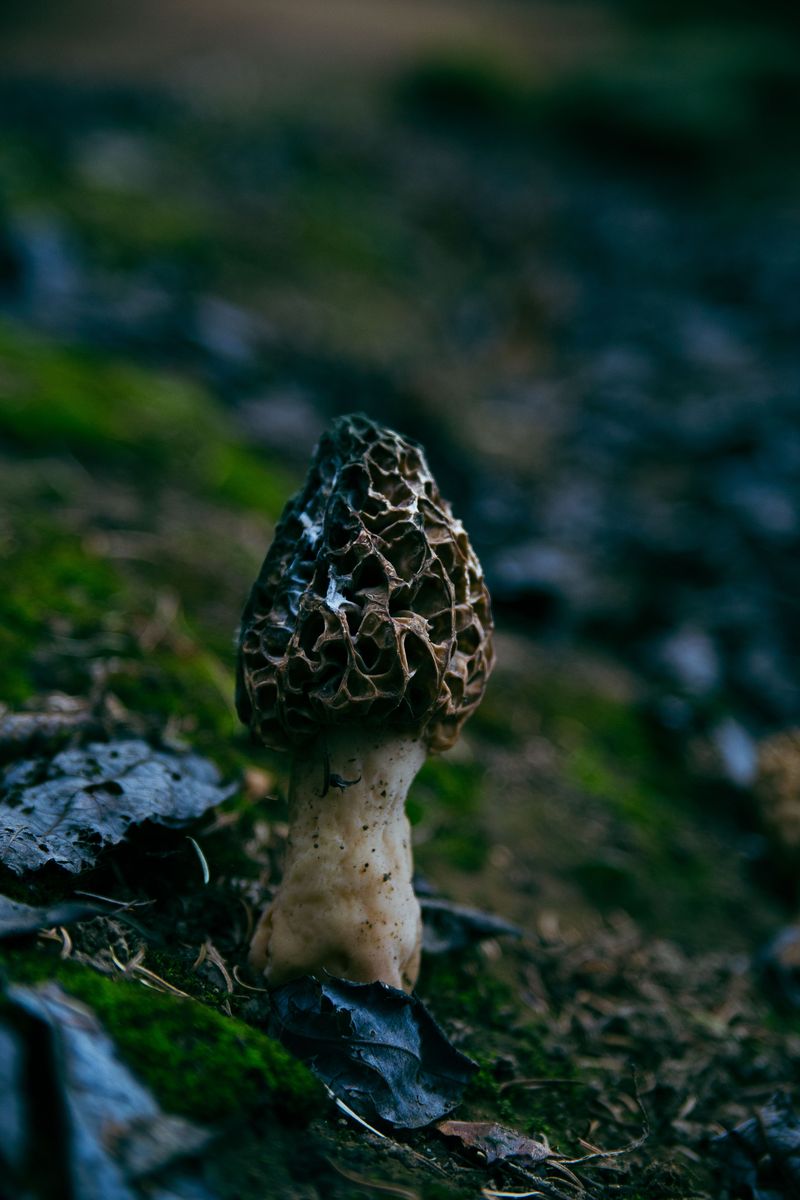 False Morels Can Look Deceptive