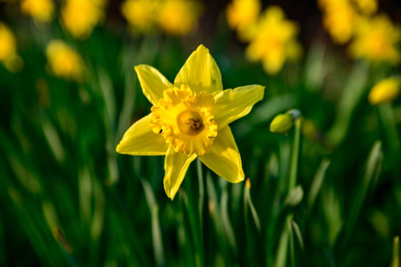 Daffodil
