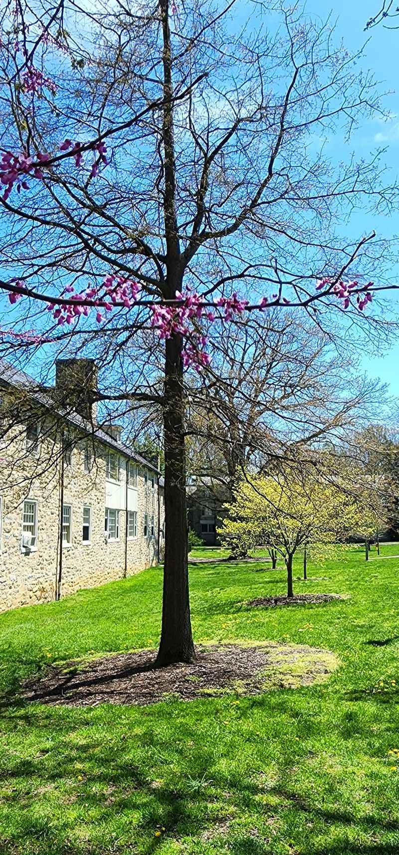 Haverford College Arboretum