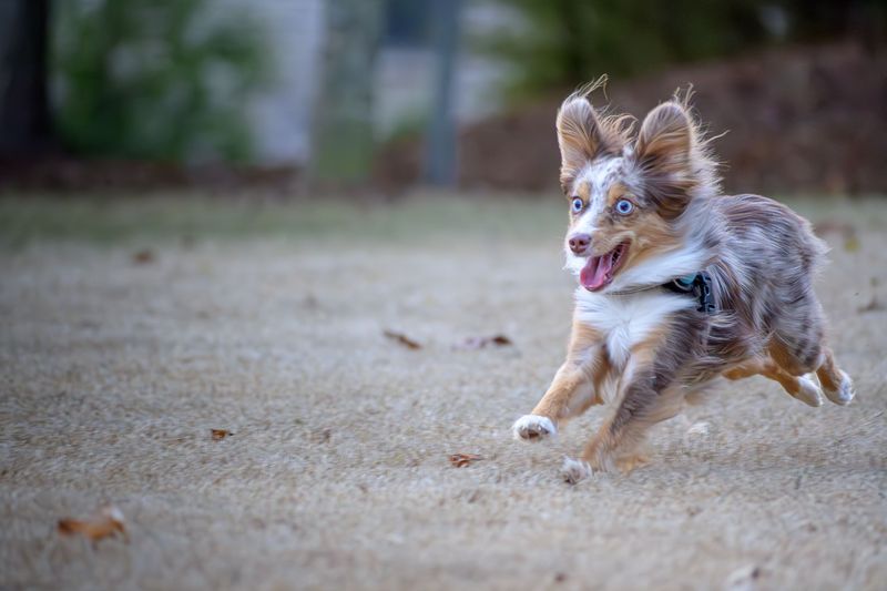 Miniature American Shepherd
