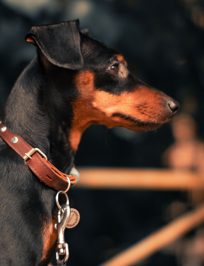 Toy Manchester Terrier