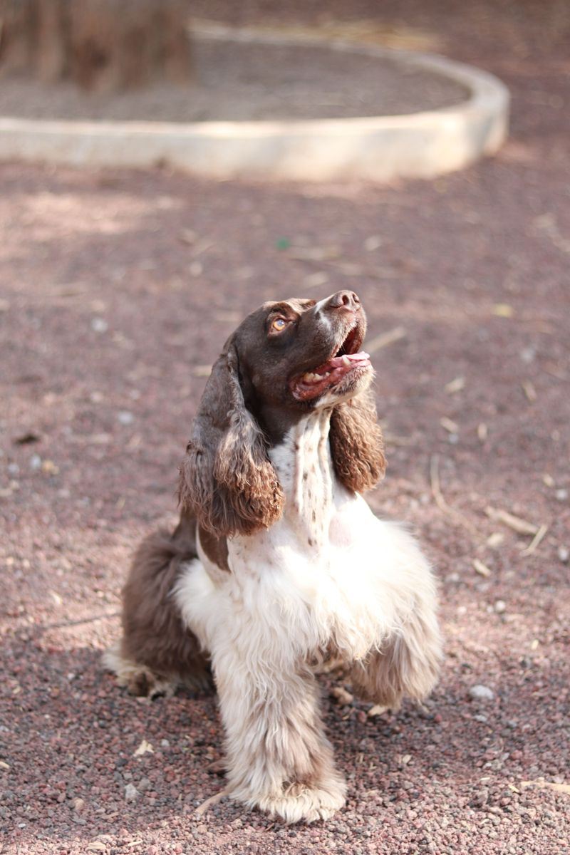 Field Spaniel