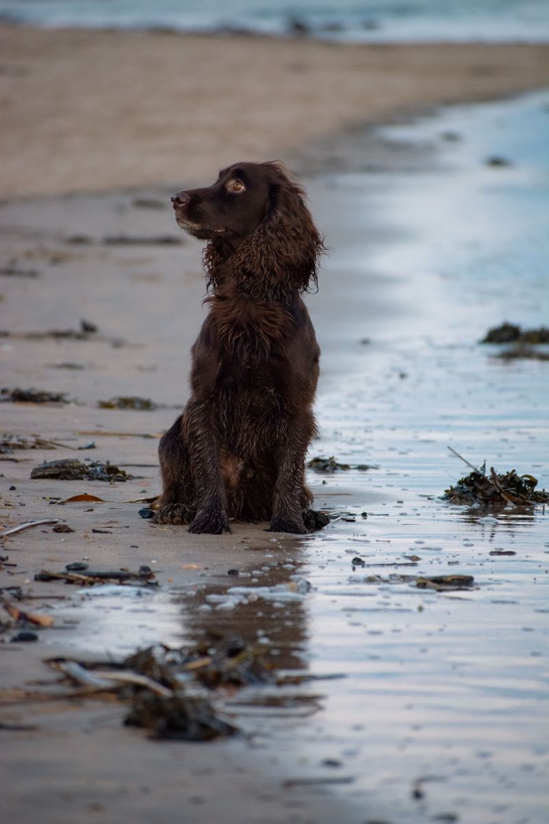 Irish Water Spaniel: The Curly Class Clown