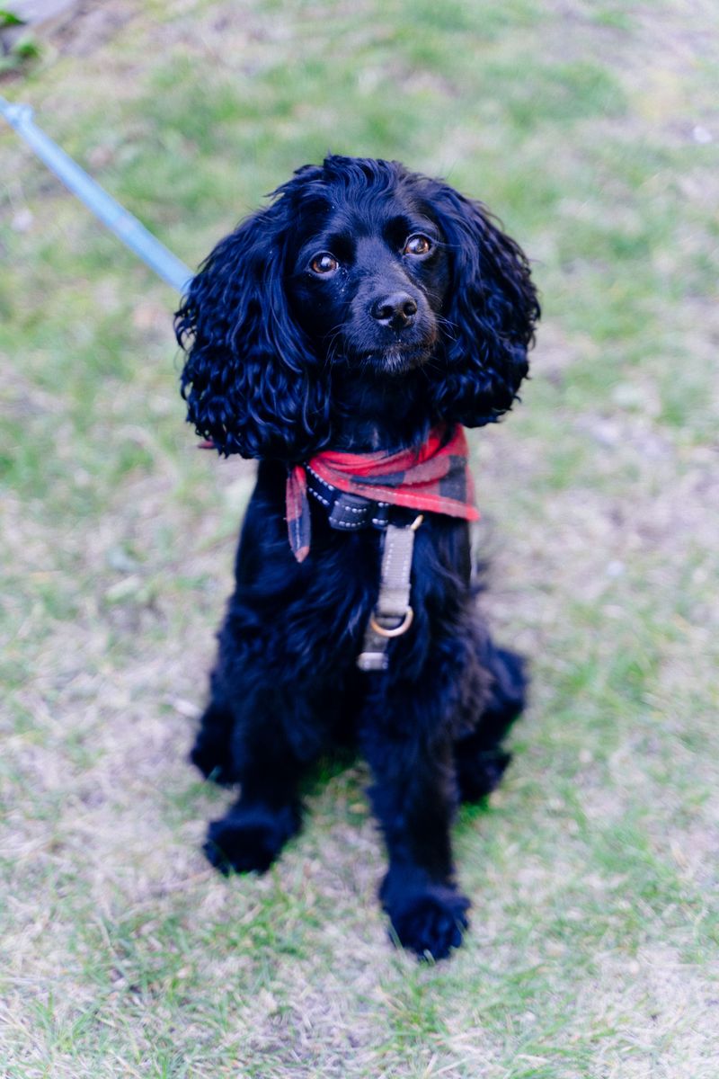 Boykin Spaniel: A Cheerful Cover Worker