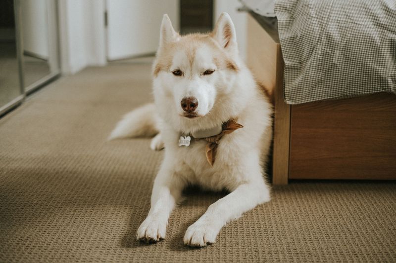 Scratched Floors, Stained Carpet, And Yard Wear