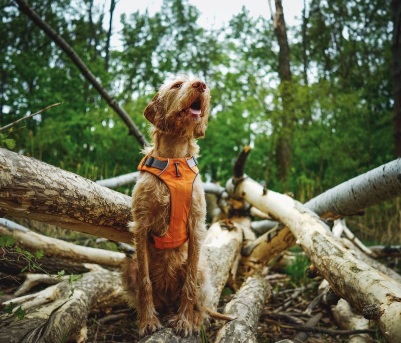 An Additional Harness for Outdoor Trips