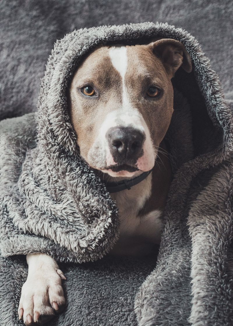 Cozy Blankets for Chilly Michigan Nights