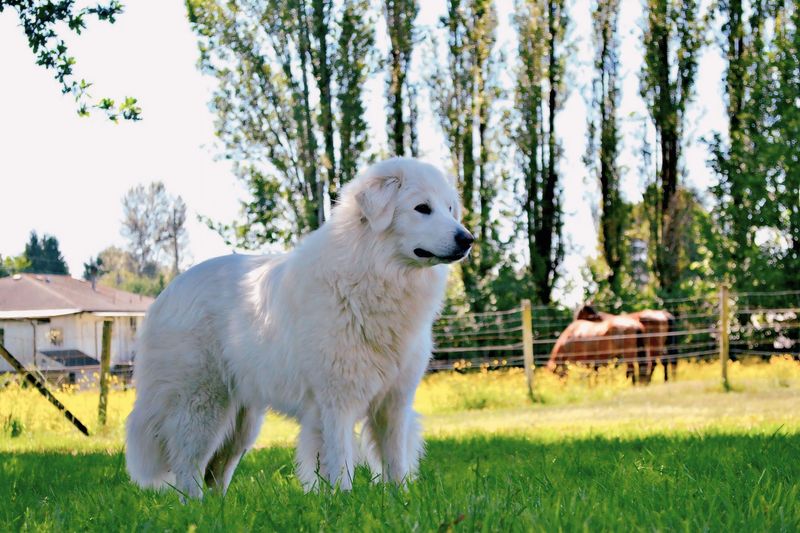 Maremma Sheepdog