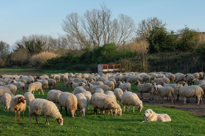 Maremma Sheepdog: The Devoted Flock Babysitter