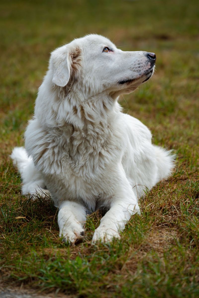 Maremma Sheepdog