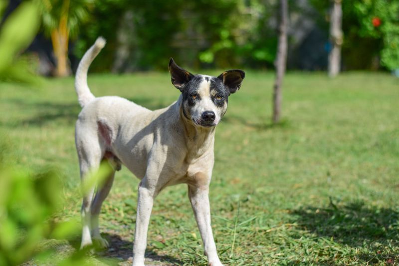 A Dog On Another Yard Is Not Presumed Stolen