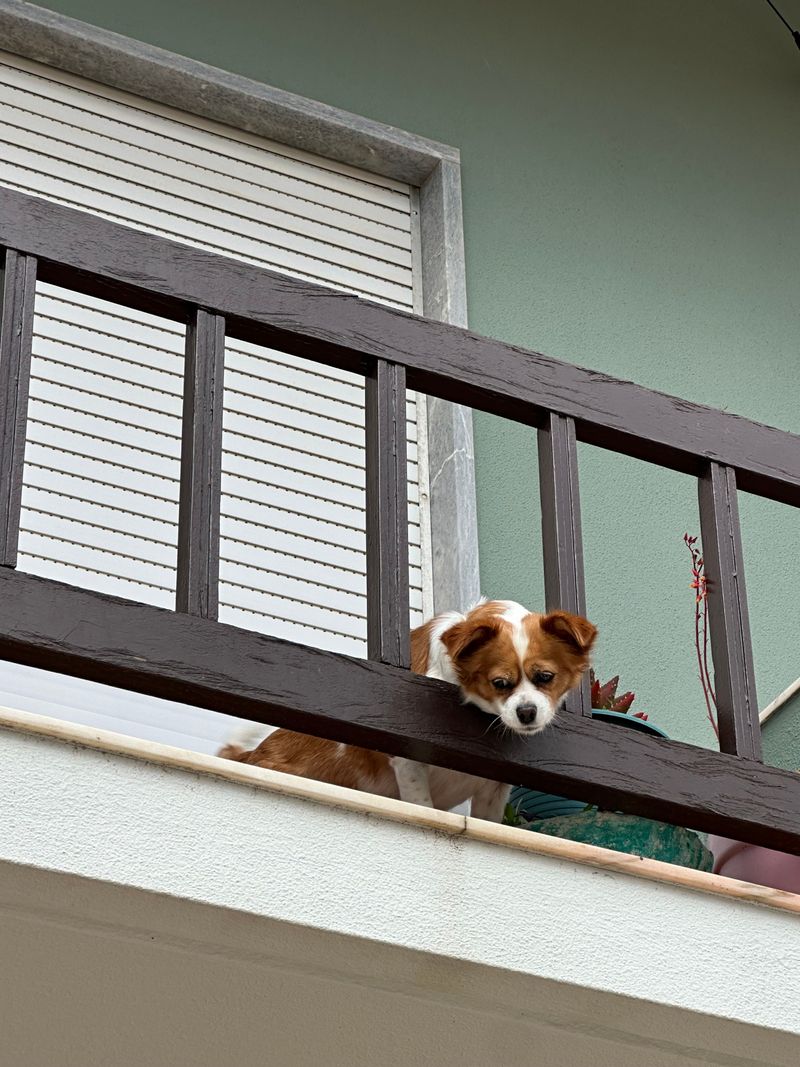 Can Your Dog Use the Patio, Balcony, or Yard?