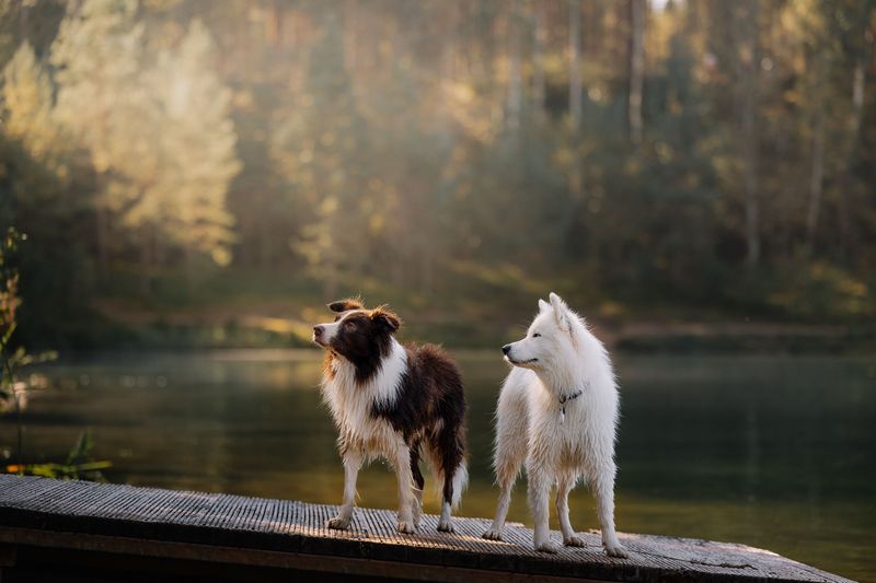 Is There a Spot to Rinse and Dry Your Dog?