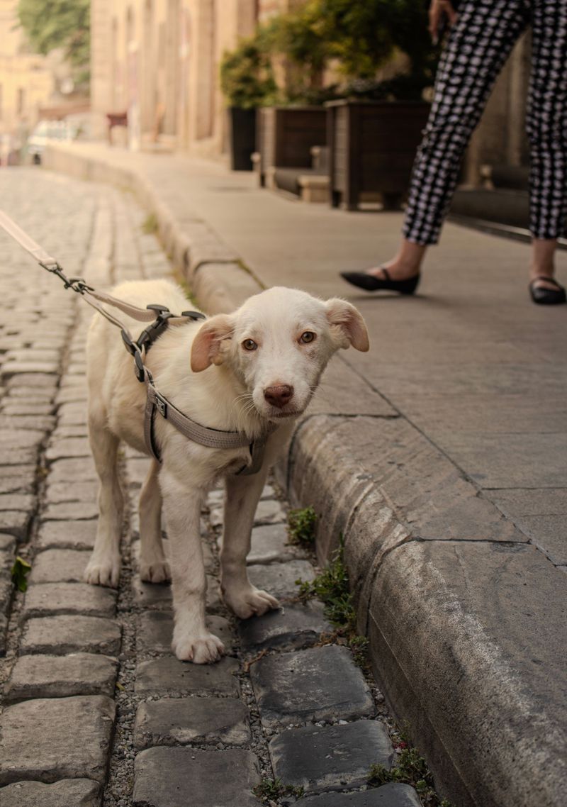 Alexandria Requires Physical Restraint