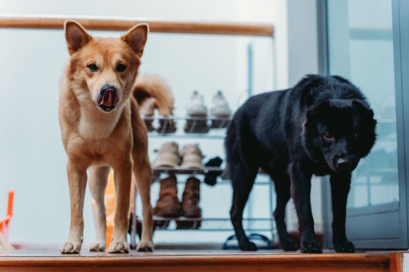 Think About Full-Grown Size, Not Puppy Size