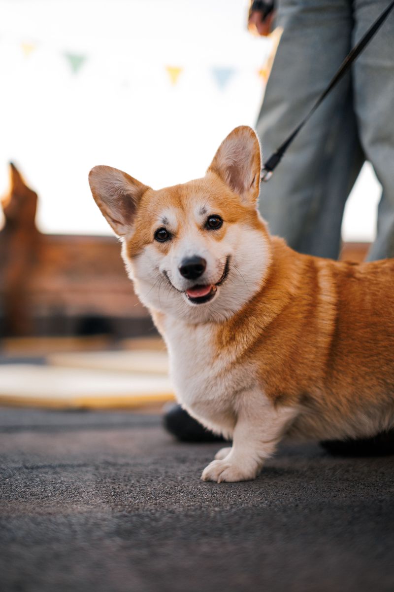 Leash Rules In Shared Spaces
