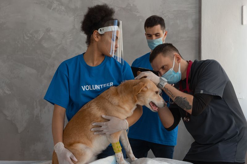 Shelters Scan Every Unidentified Dog