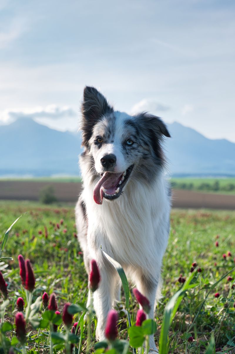 Border Collie